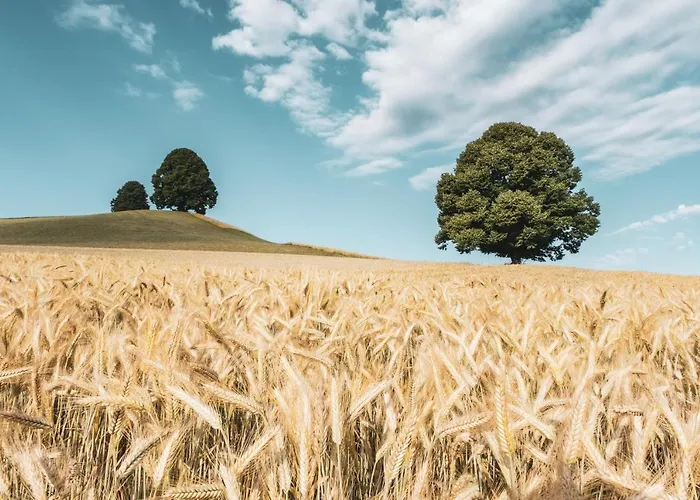 Romantik Baeren Dürrenroth
